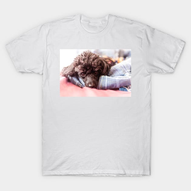 I'm so comfy T-Shirt by KensLensDesigns